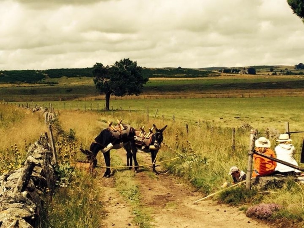 une pause sur l'aubrac